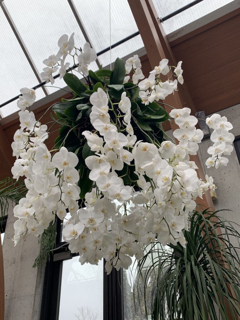 Orchids at Home