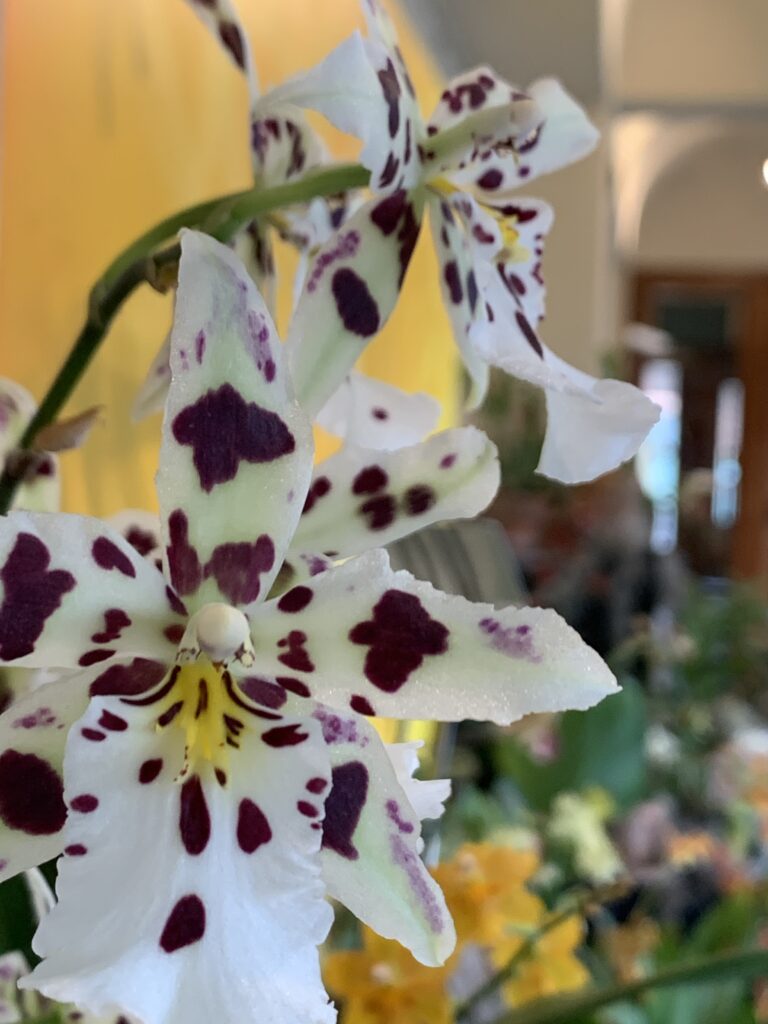 Orchids At Home