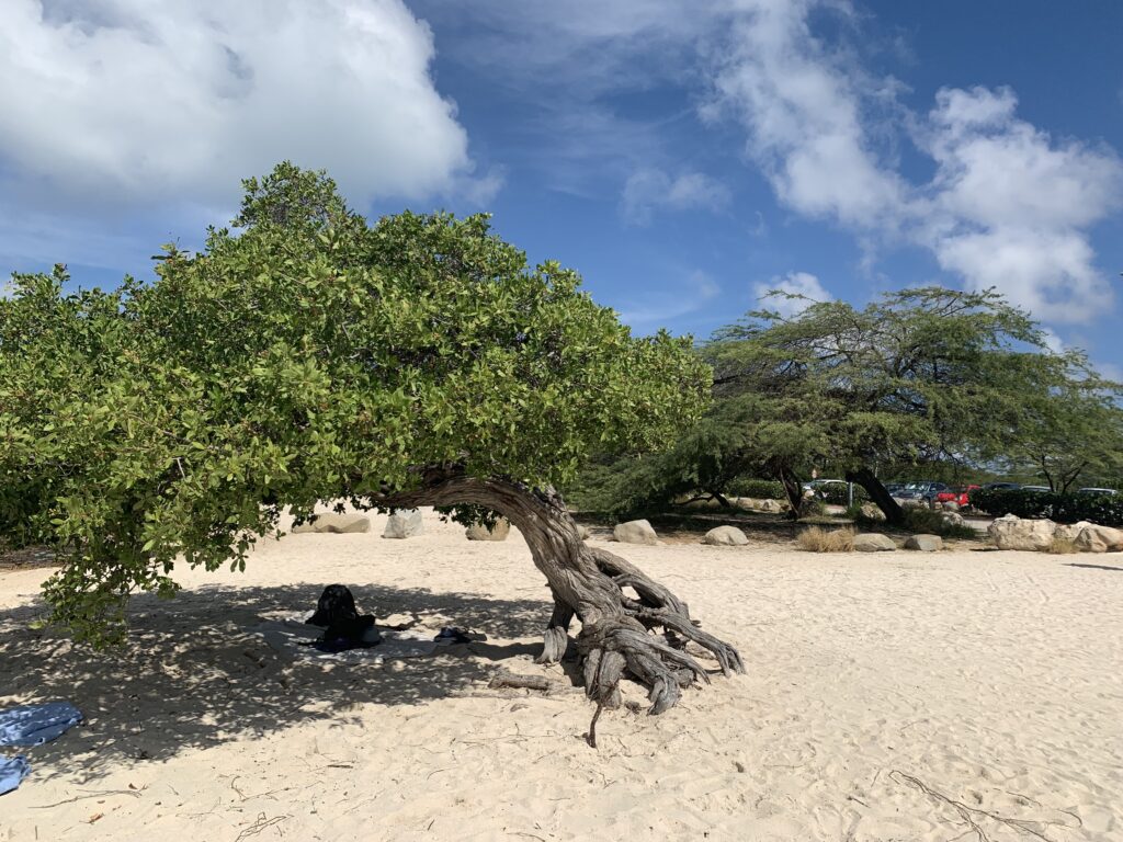 Divi Aruba All Inclusive Resort Review