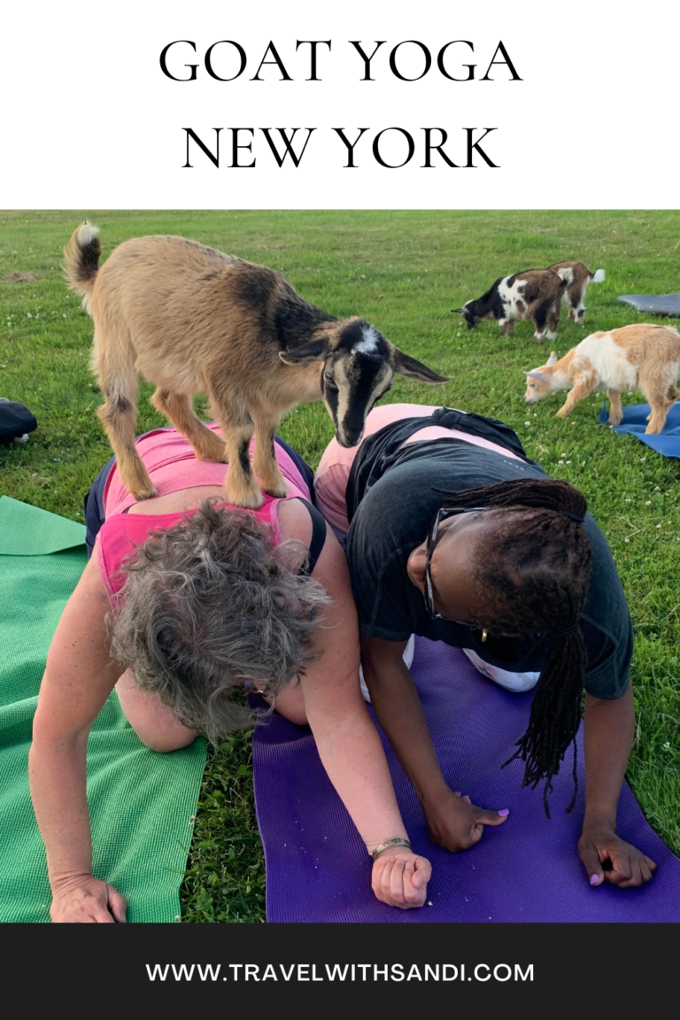 Goat Yoga In New York