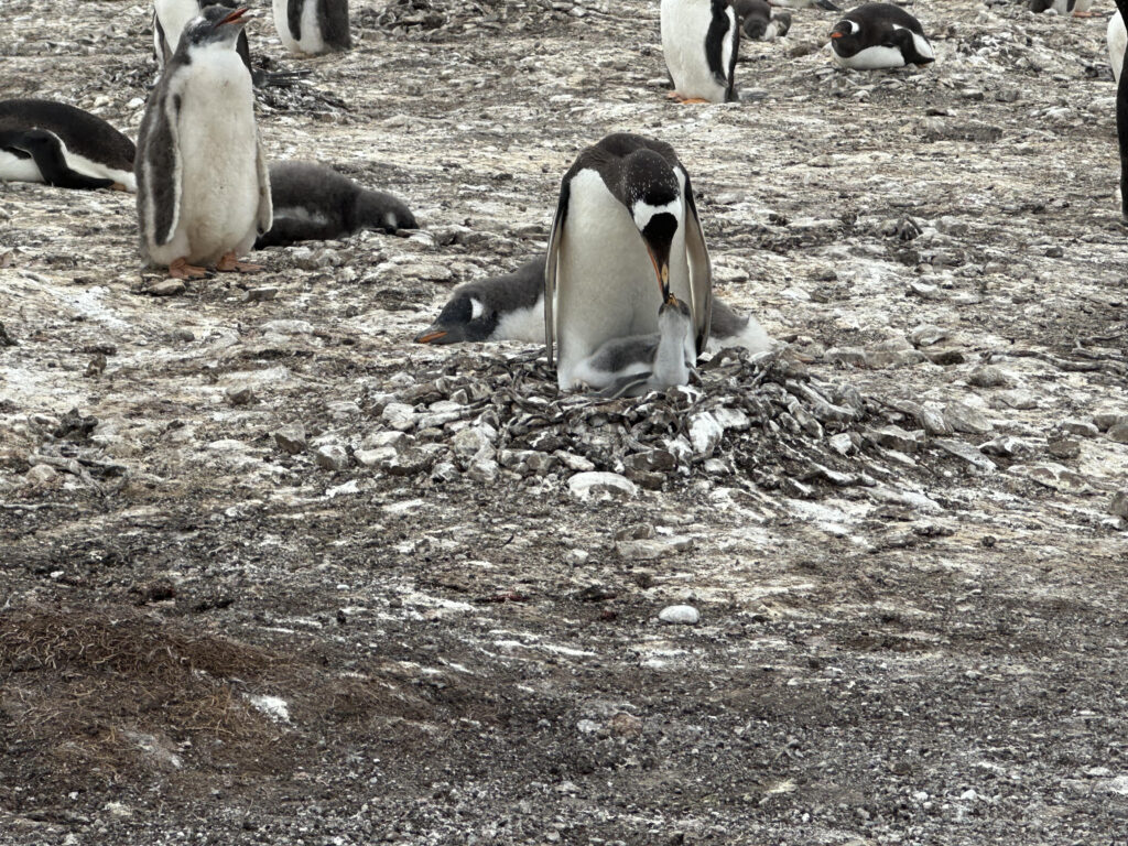 Port Stanley Falkland Islands