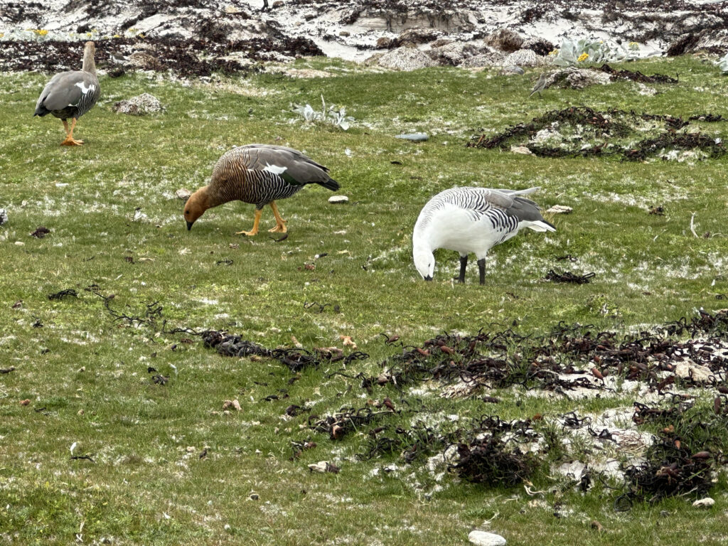 Port Stanley Falkland Islands