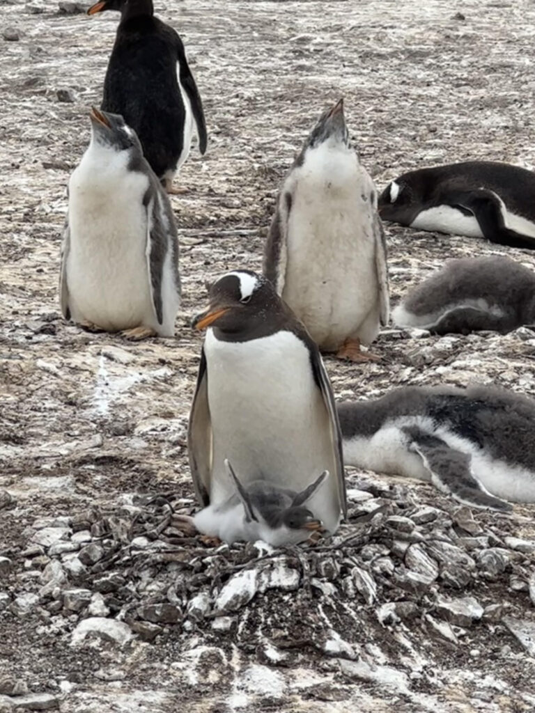 Port Stanley Falkland Islands